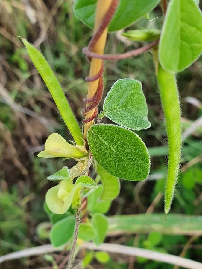 Macrotyloma uniflorum fruit
