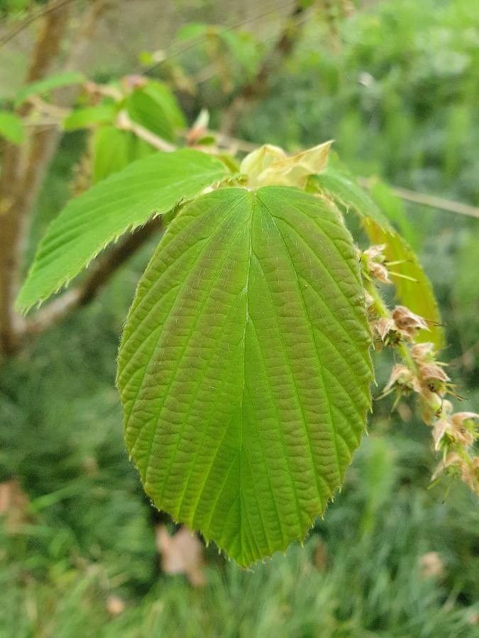 Corylopsis veitchiana — houseplant care guide