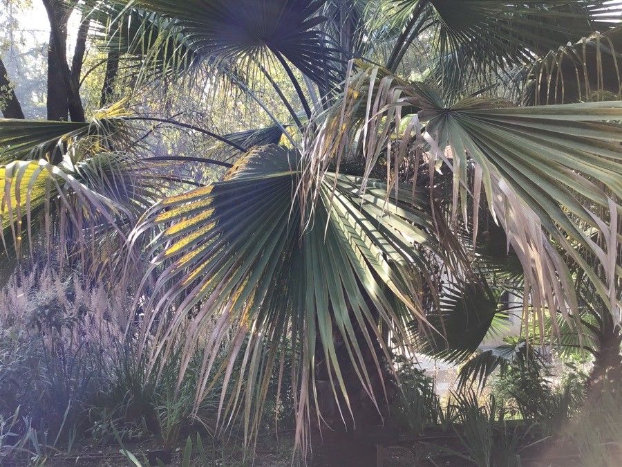 Brahea edulis — search result for 'Brahea'