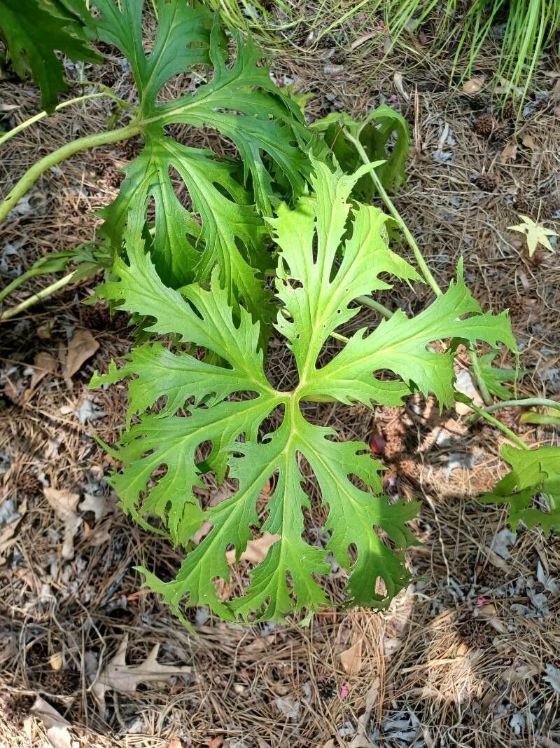 Ligularia japonica leaf
