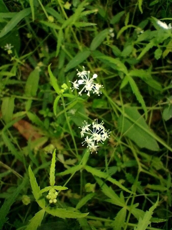 Hydrocotyle geraniifolia flower