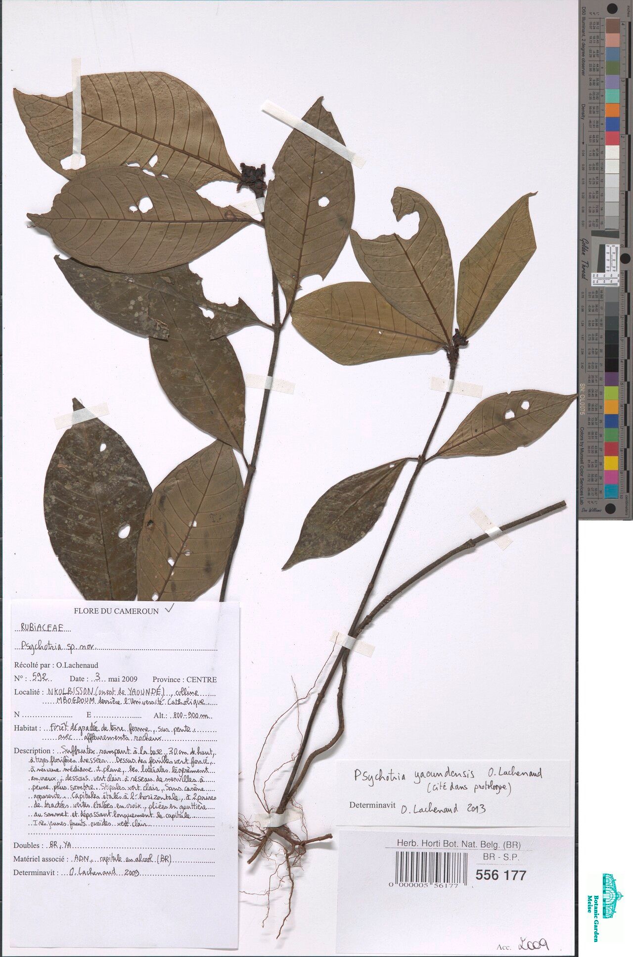 Psychotria yaoundensis — houseplant care guide