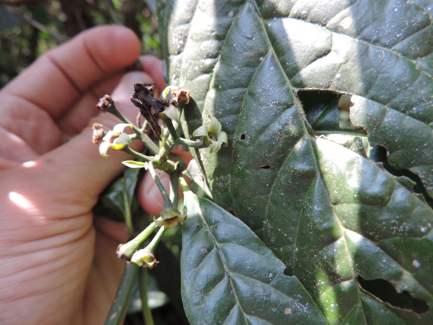 Pavetta urundensis flower