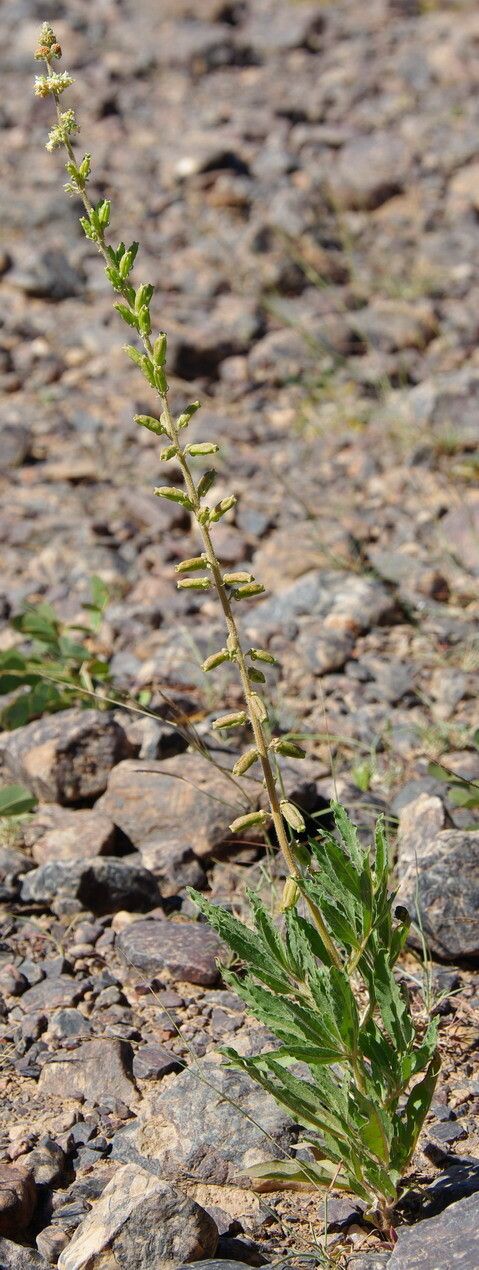 Reseda villosa habit