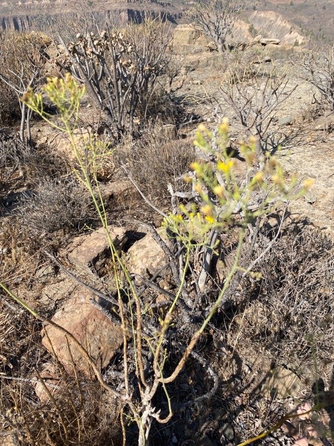 Sonchus leptocephalus habit