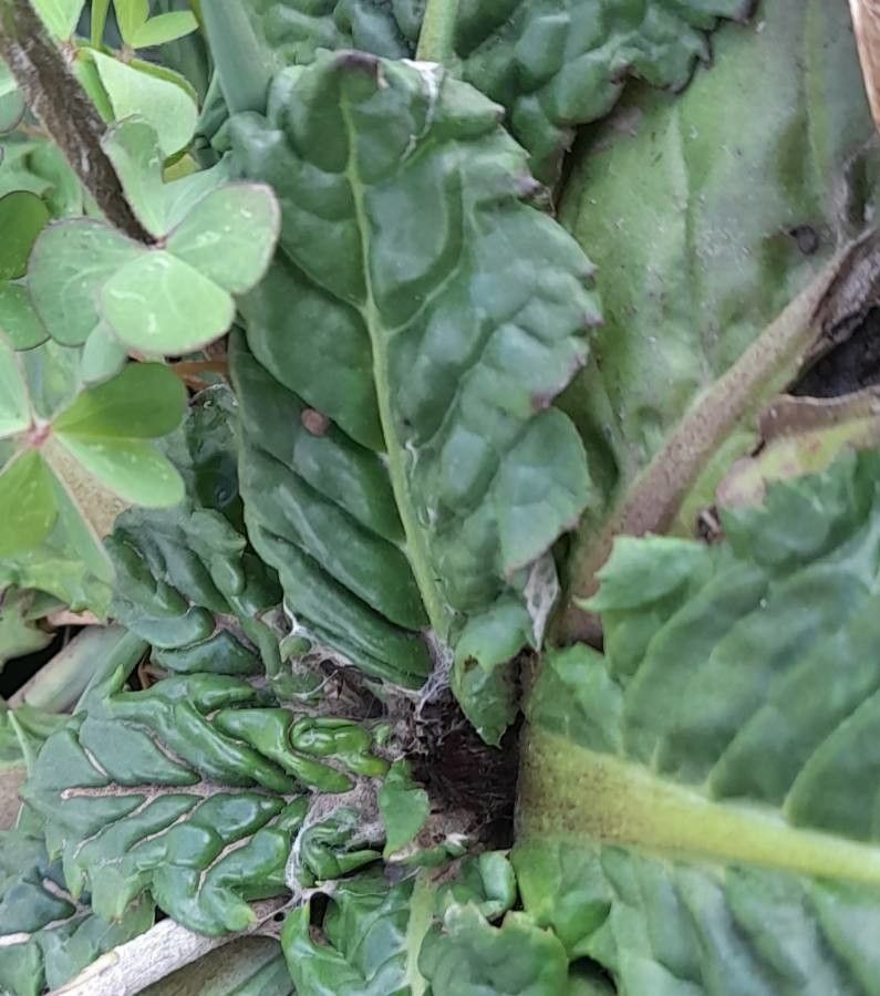 Chaptalia arechavaletae — related species from the same genus