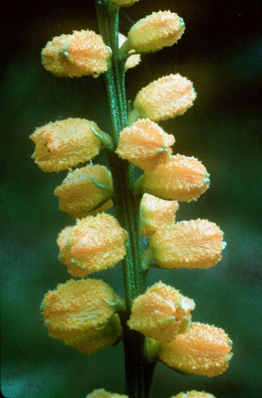 Aletris aurea — related species from the same genus