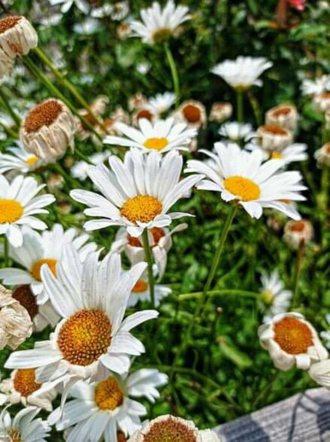 Leucanthemum × superbum flower