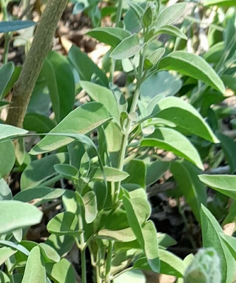 Justicia gilliesii — houseplant care guide