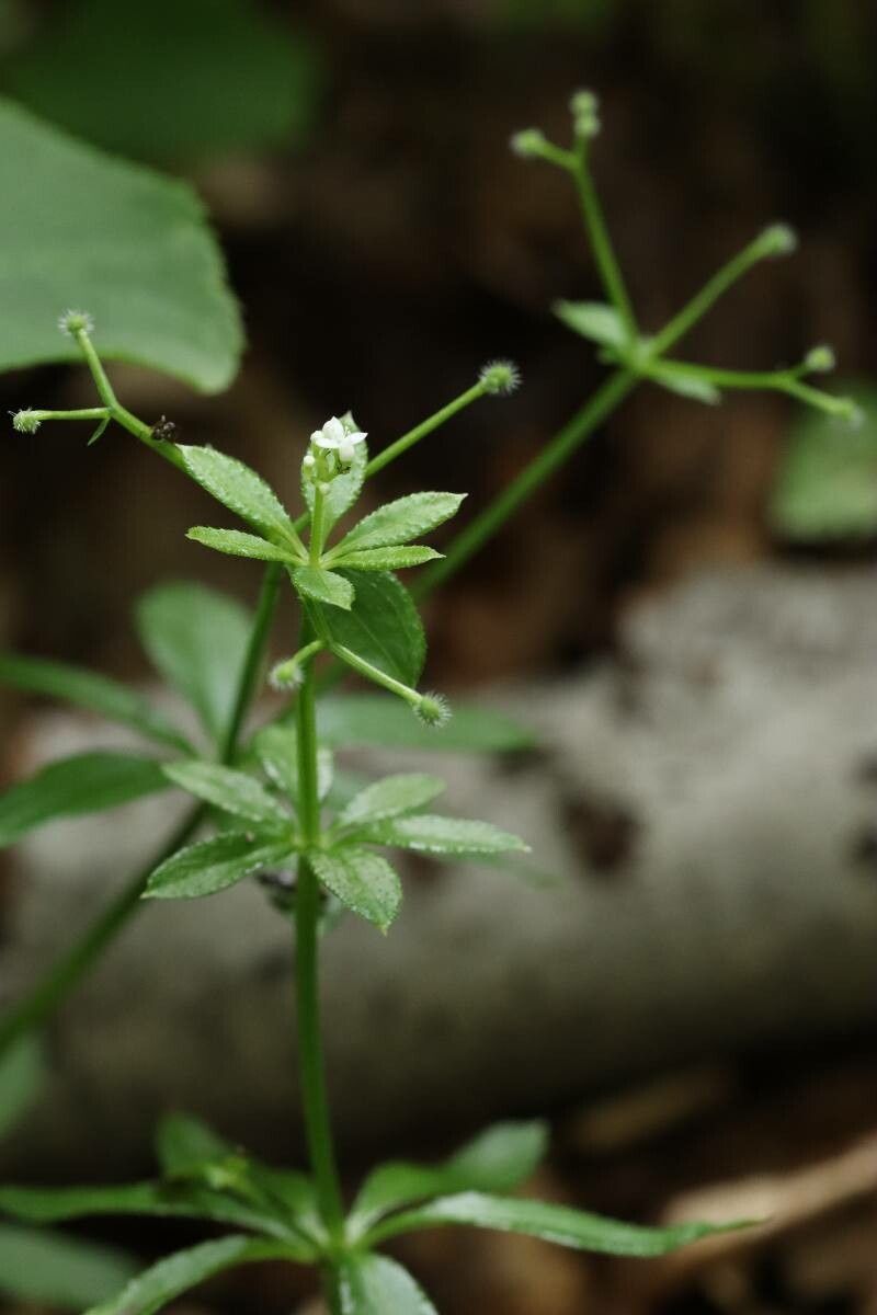 Galium trifloriforme flower