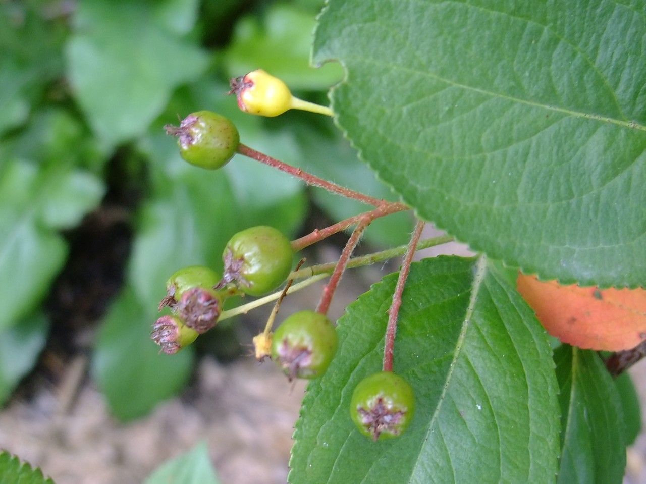 Aronia × prunifolia fruit