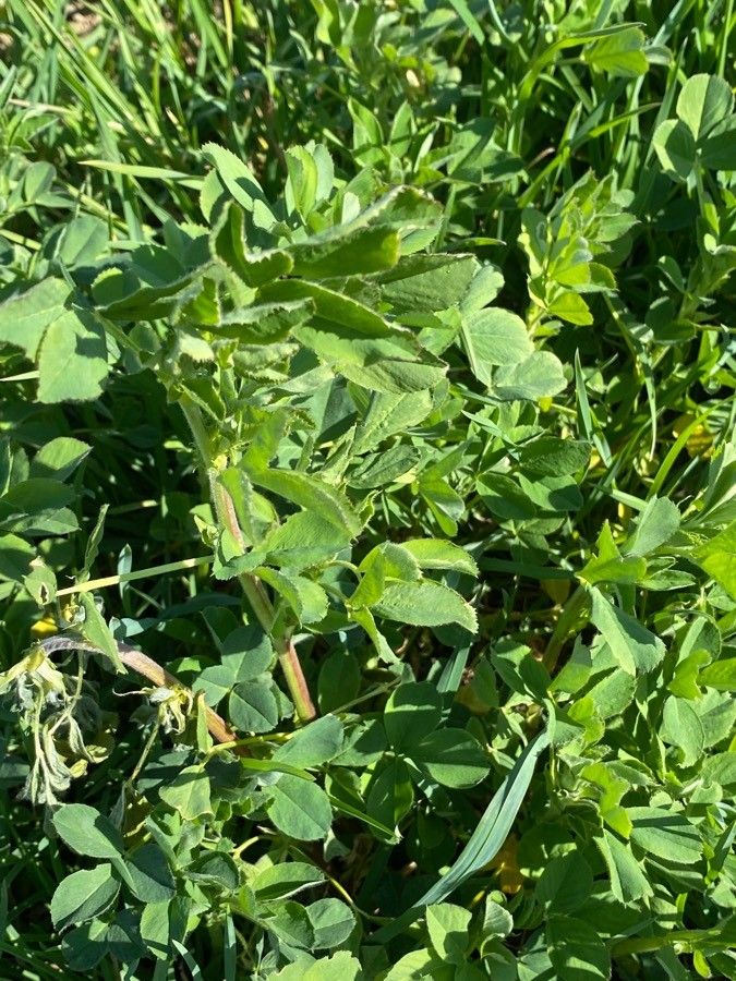 Medicago rigidula flower