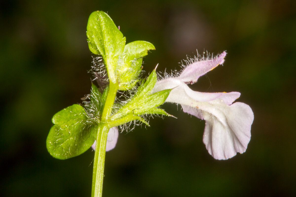 Stachys corsica bark
