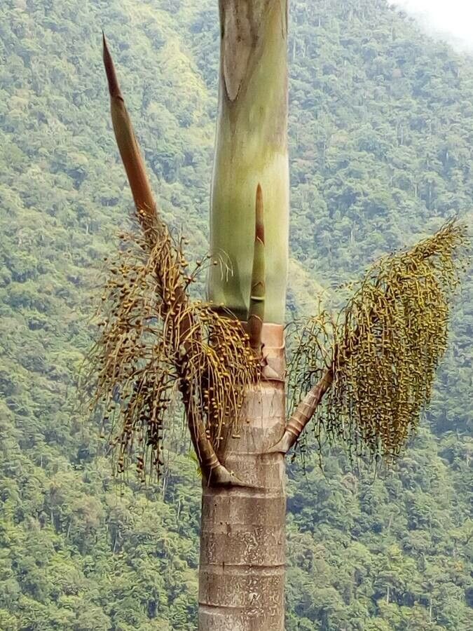 Phytelephas macrocarpa fruit