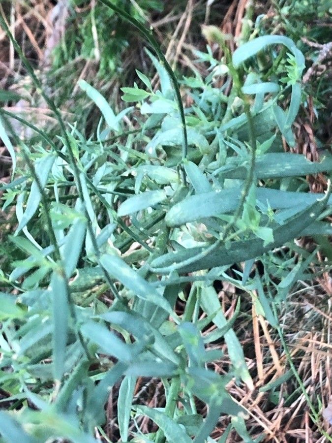 Linaria nivea — search result for 'Linaria'