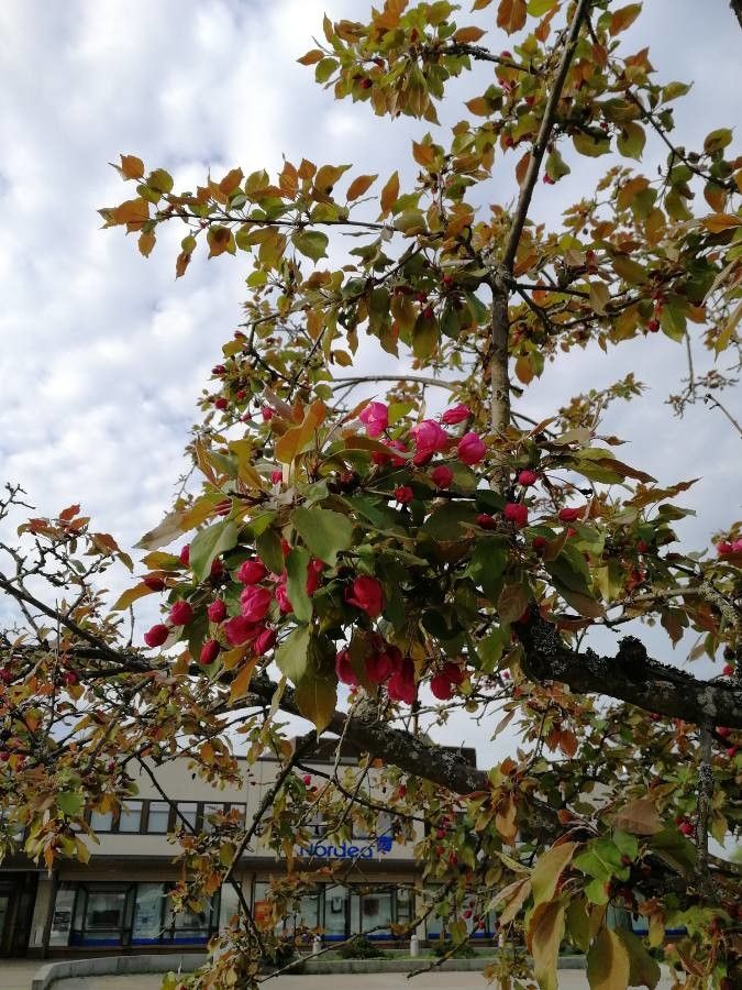 Malus niedzwetzkyana — search result for 'Uzbekistan'