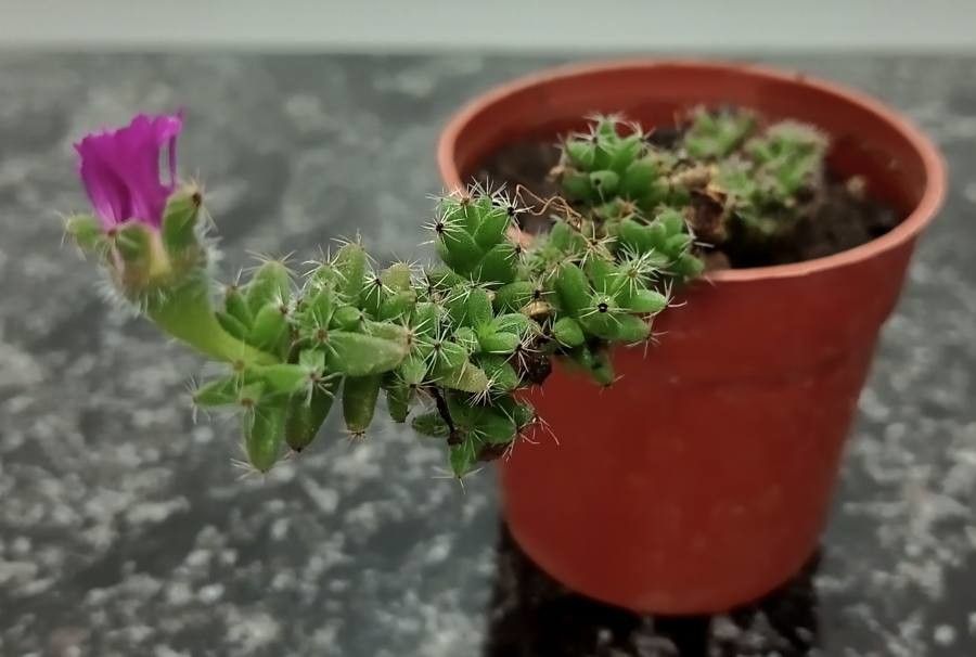 Trichodiadema densum bark