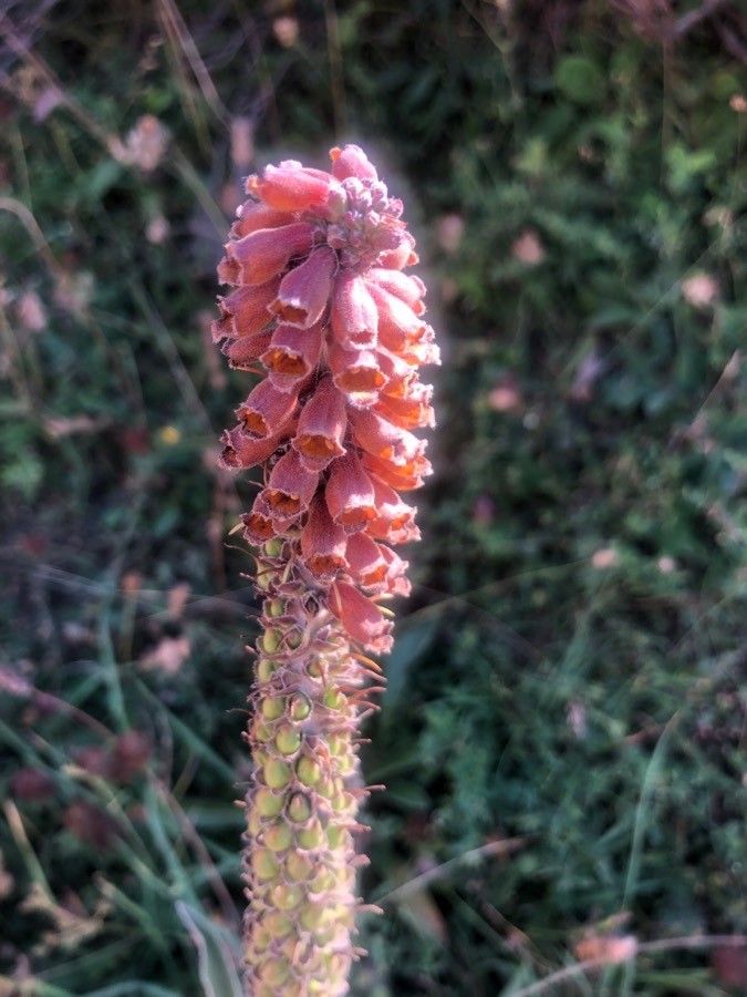 Digitalis parviflora flower