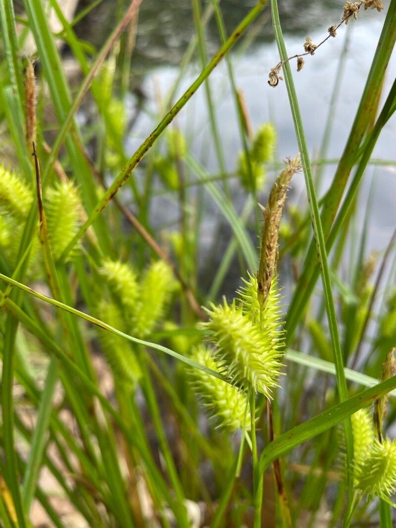 Carex hystericina fruit
