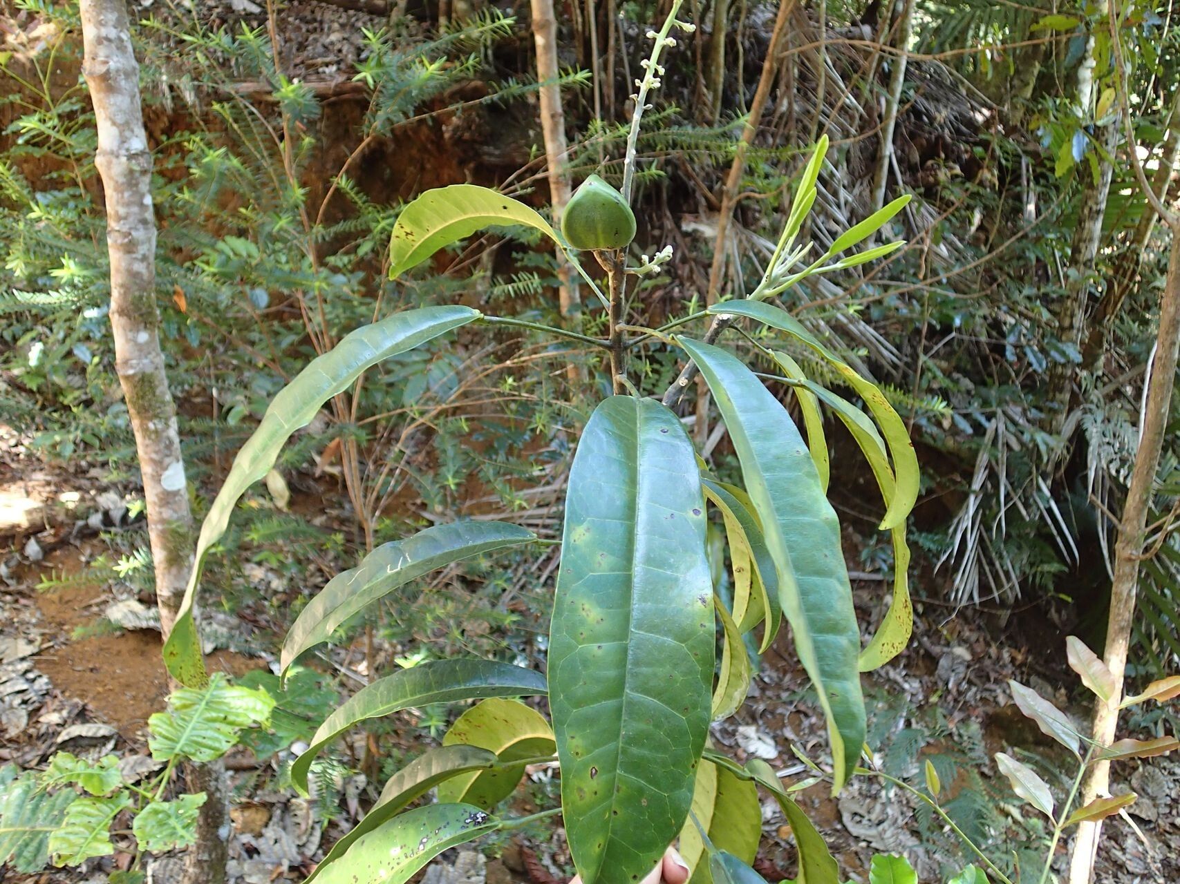 Baloghia balansae habit