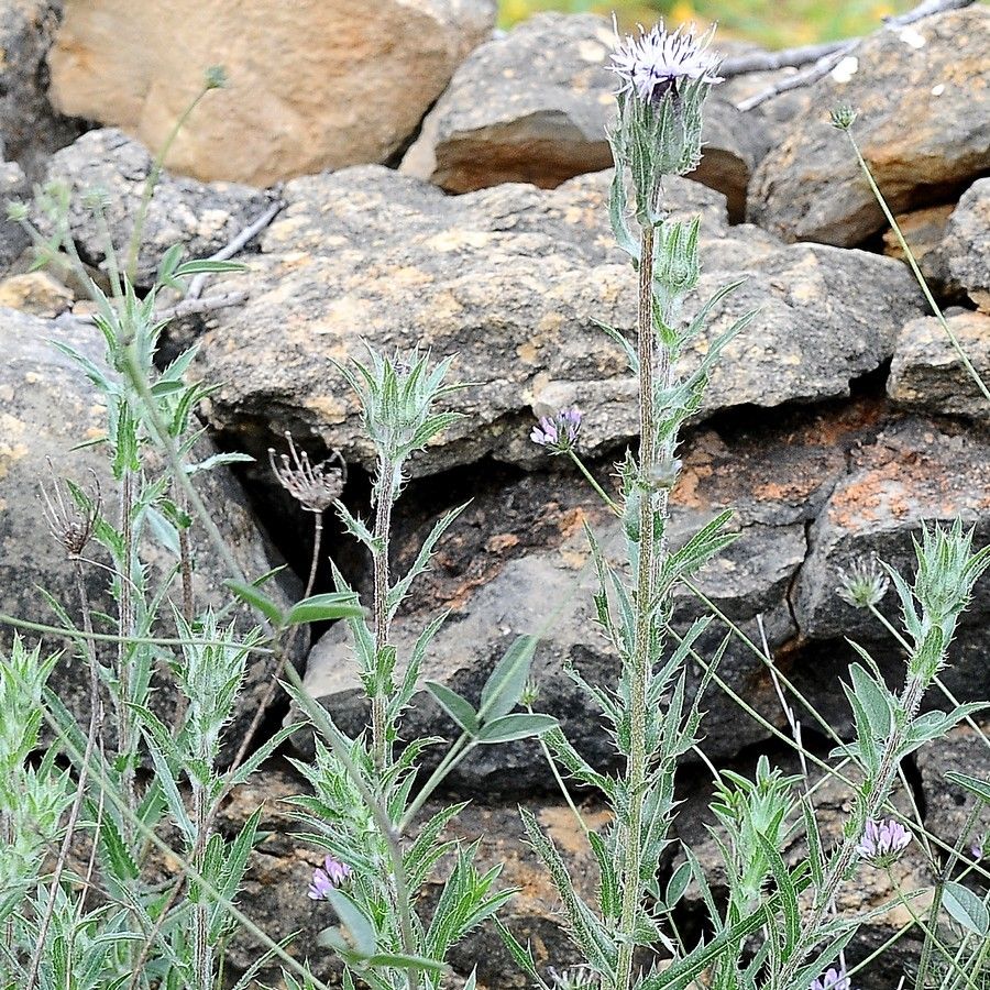Carthamus caeruleus leaf