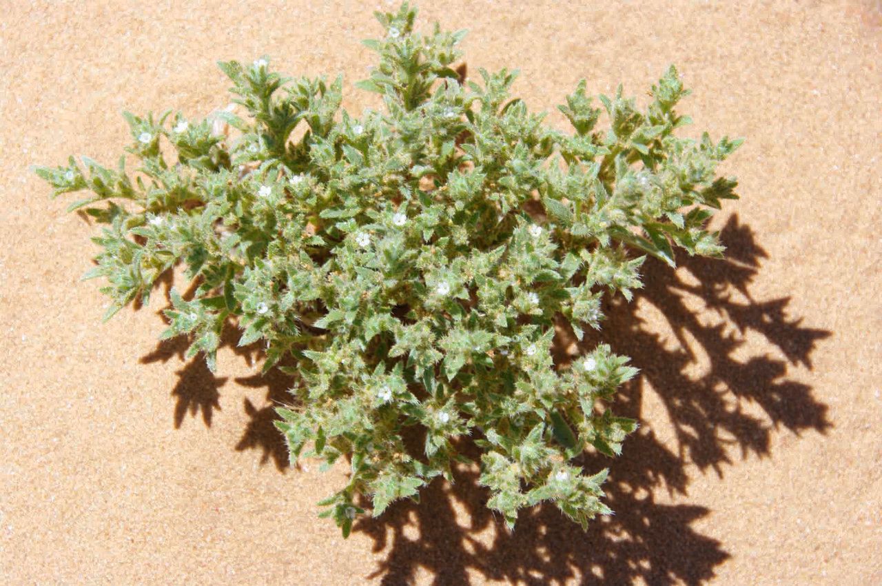 Ogastemma pusillum — search result for 'Mauritania'