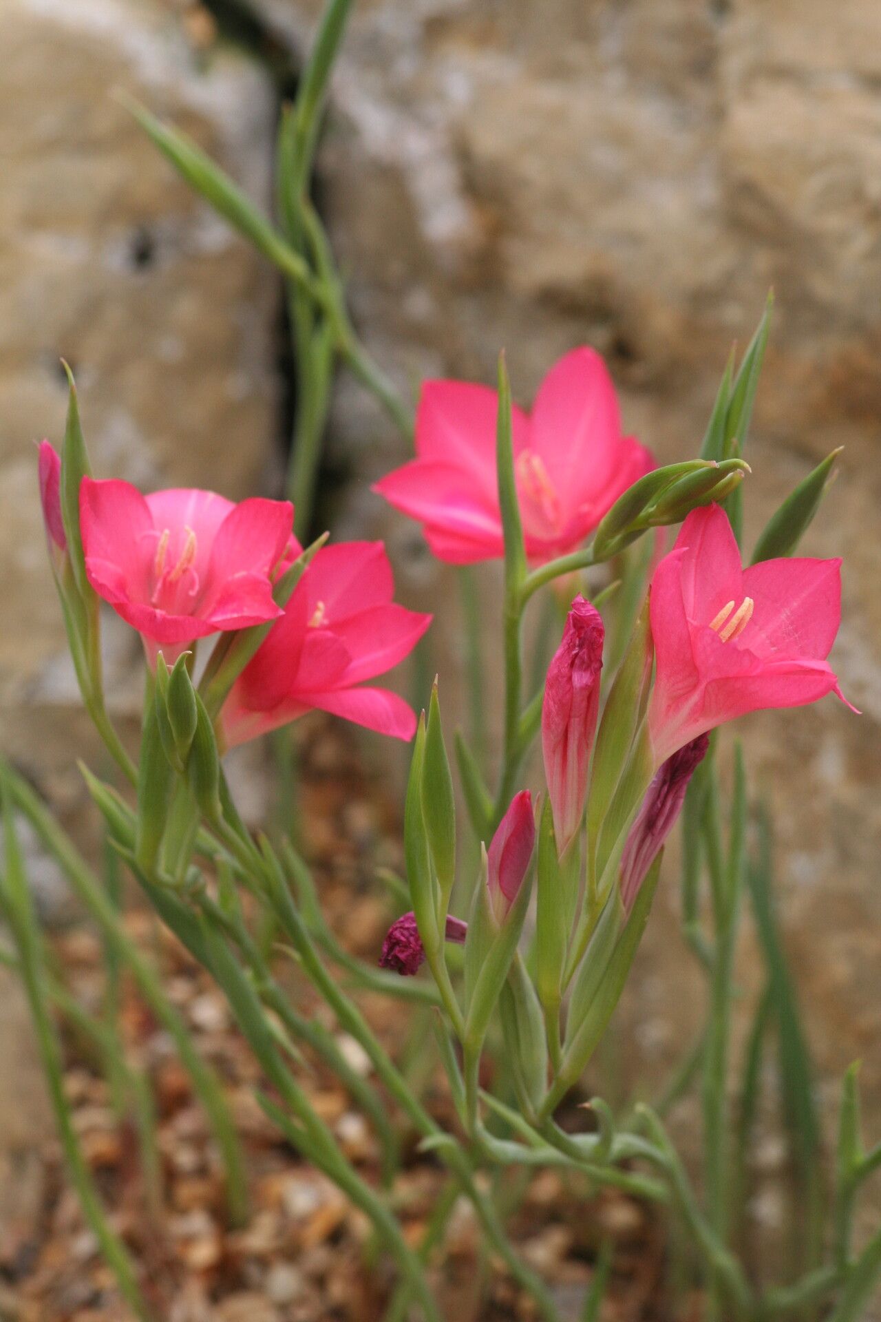 Gladiolus carmineus flower