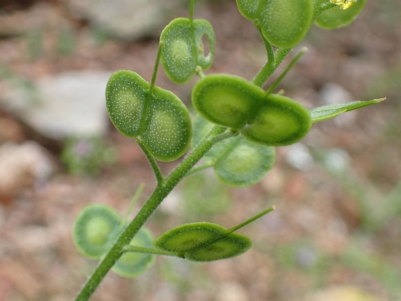 Biscutella cichoriifolia fruit