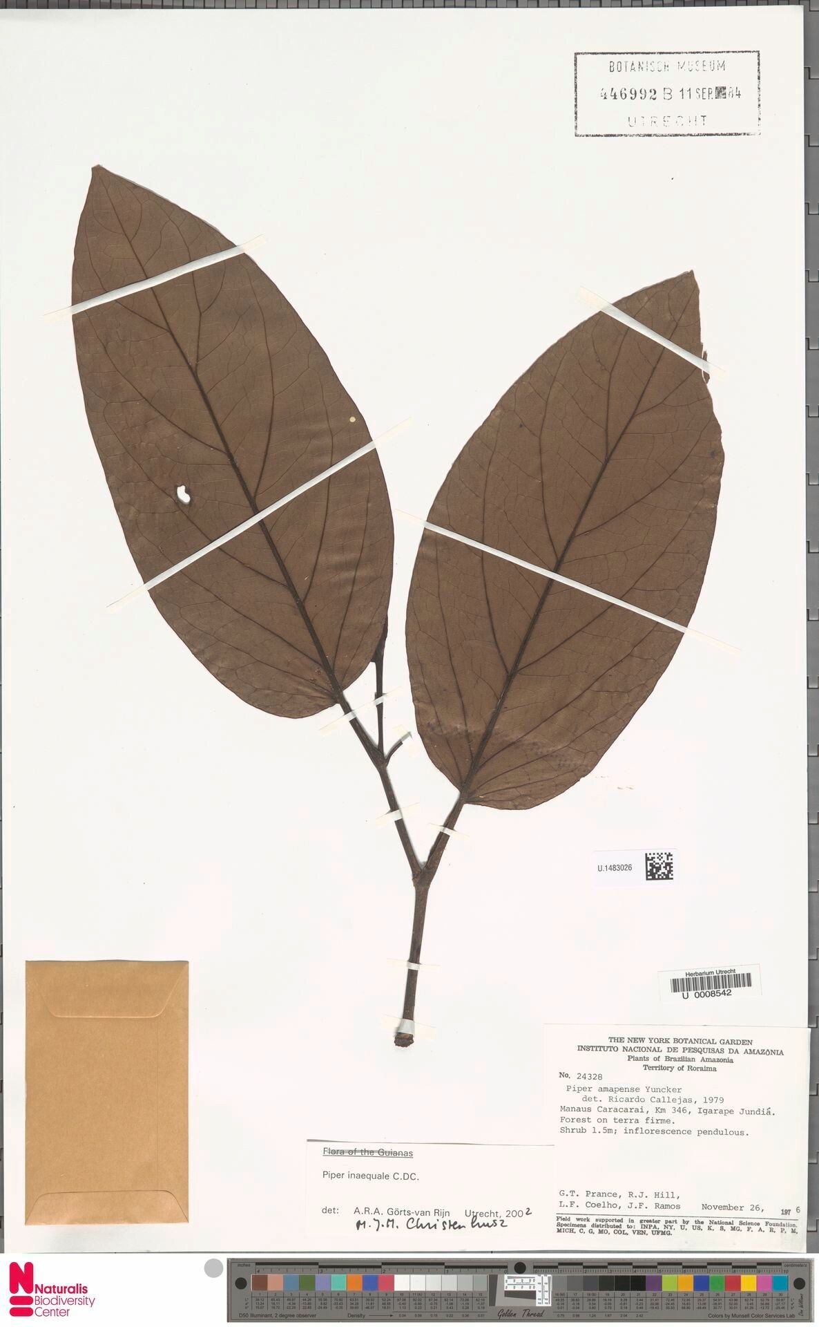 Piper inaequale leaf