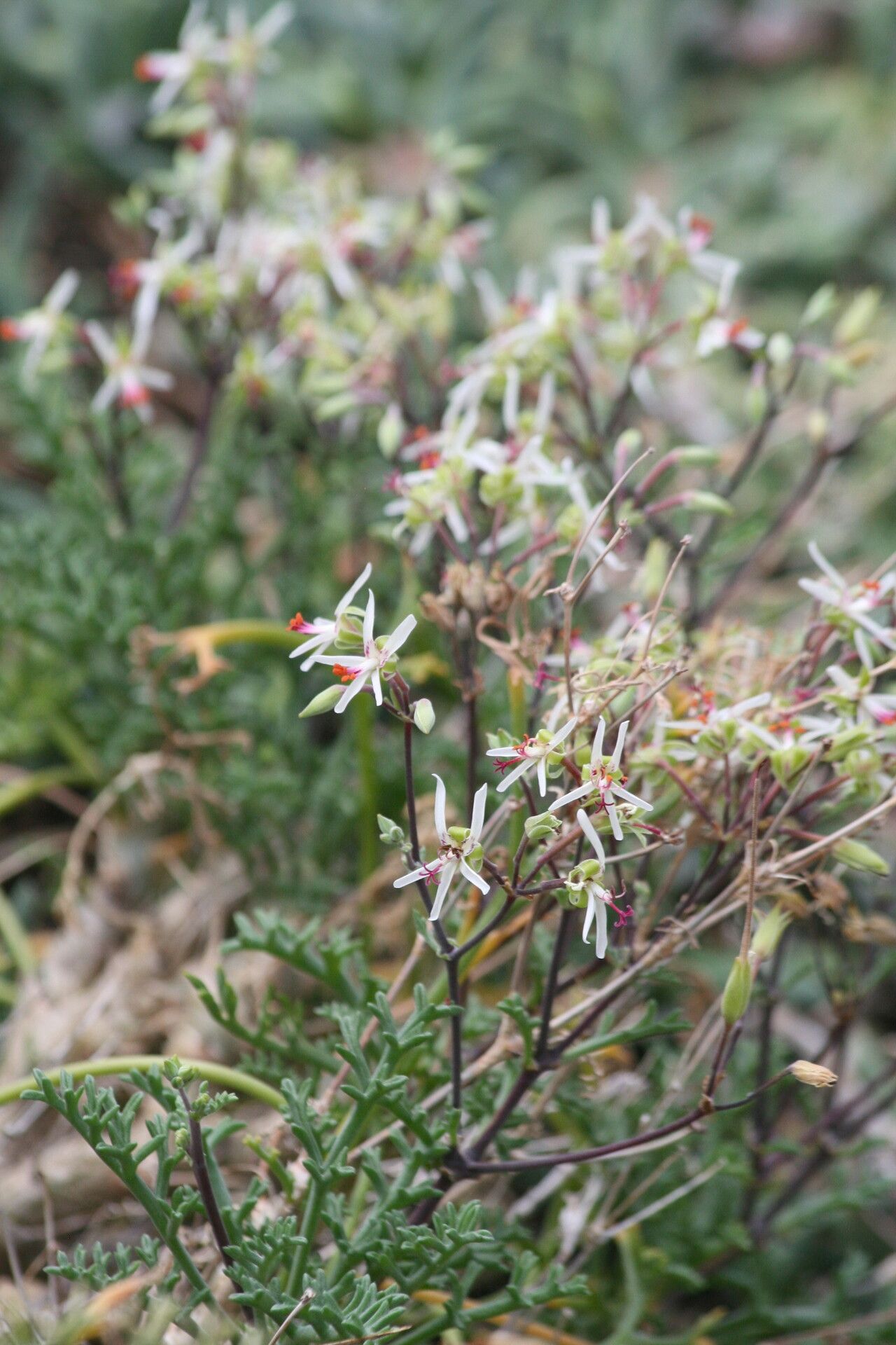 Pelargonium ceratophyllum flower