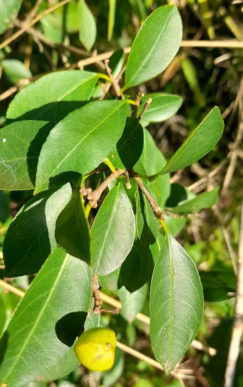 Sebastiania brasiliensis — search result for 'Venezuela'