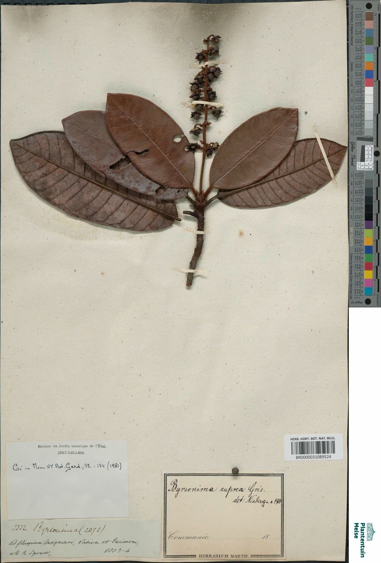 Byrsonima cuprea — houseplant care guide