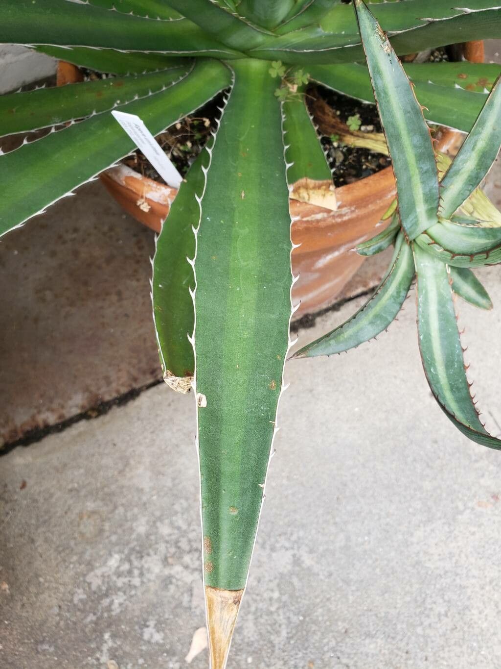 Agave undulata — houseplant care guide