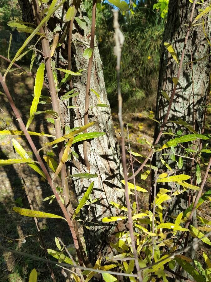 Salix lasiolepis bark