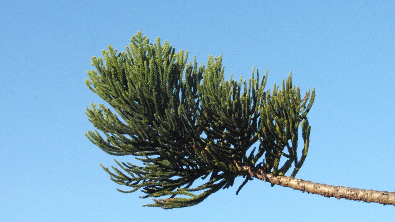 Araucaria cunninghamii leaf