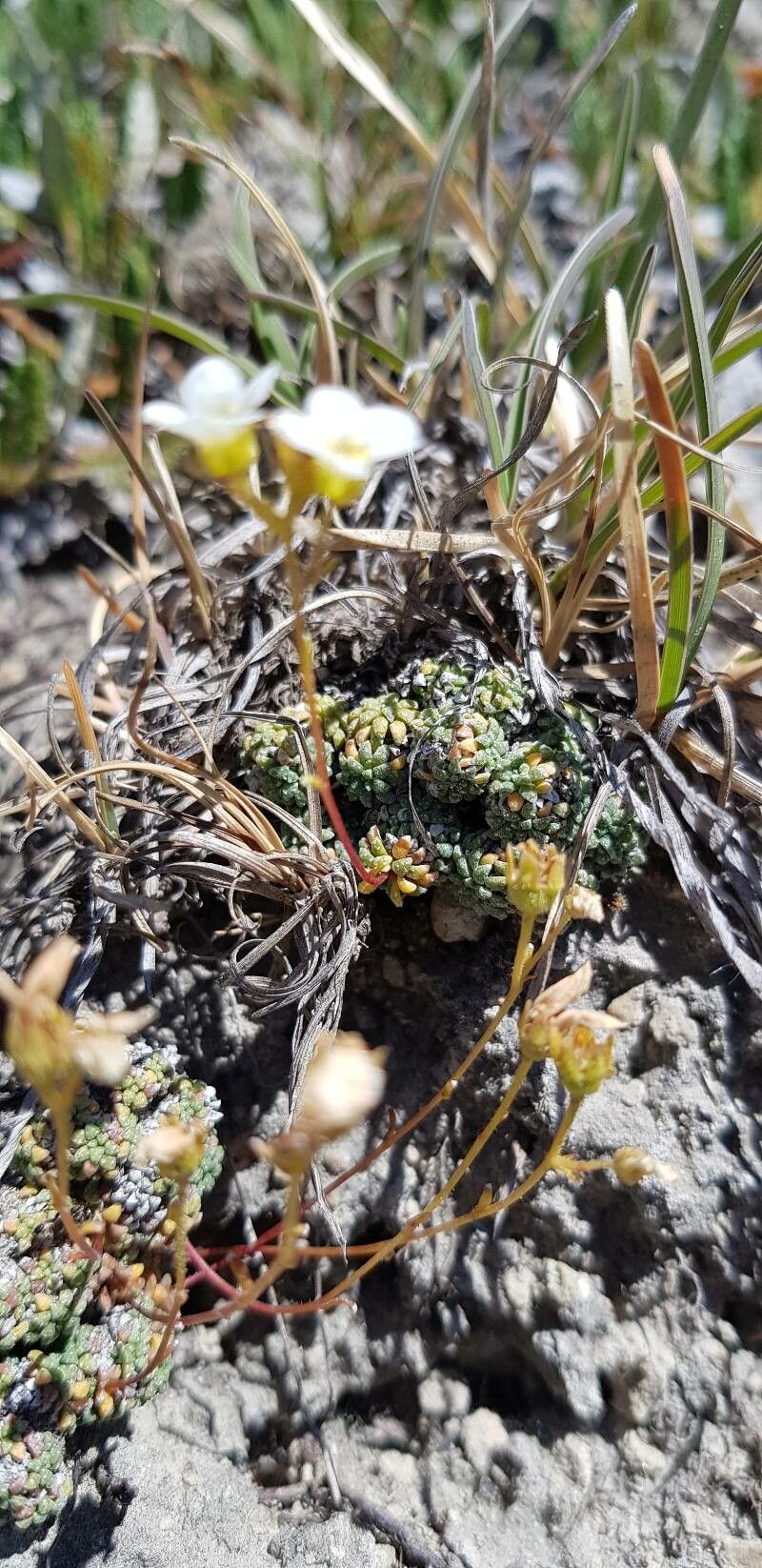 Saxifraga caesia — search result for 'Saxifraga'