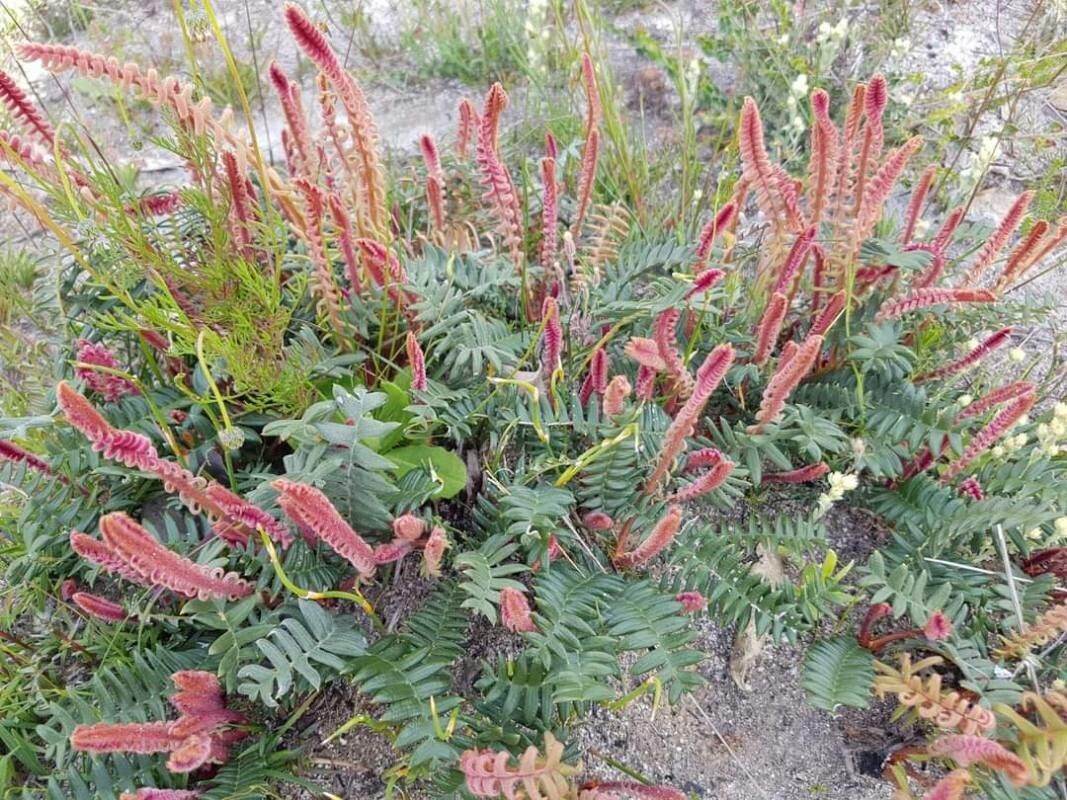 Dryandra porrecta — related species from the same genus
