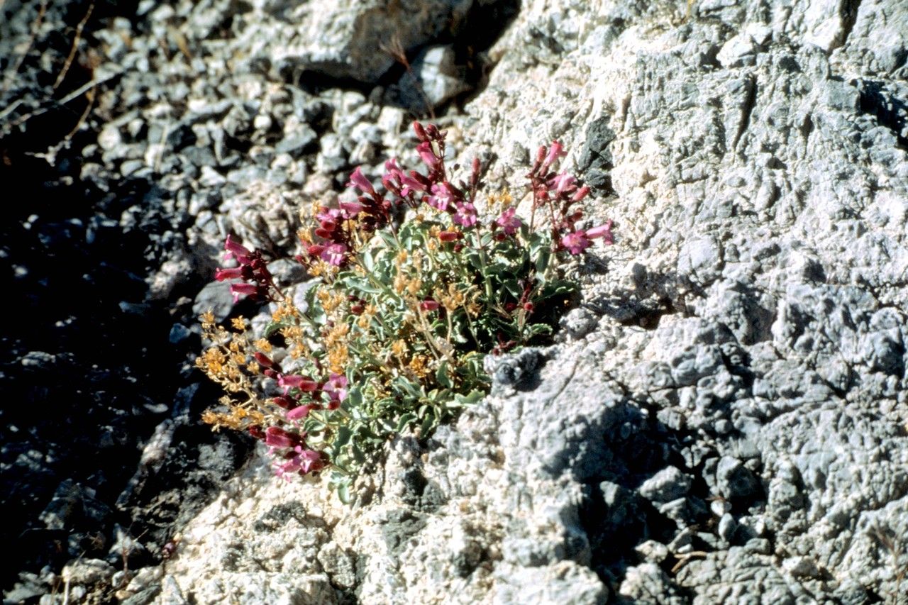 Penstemon petiolatus habit