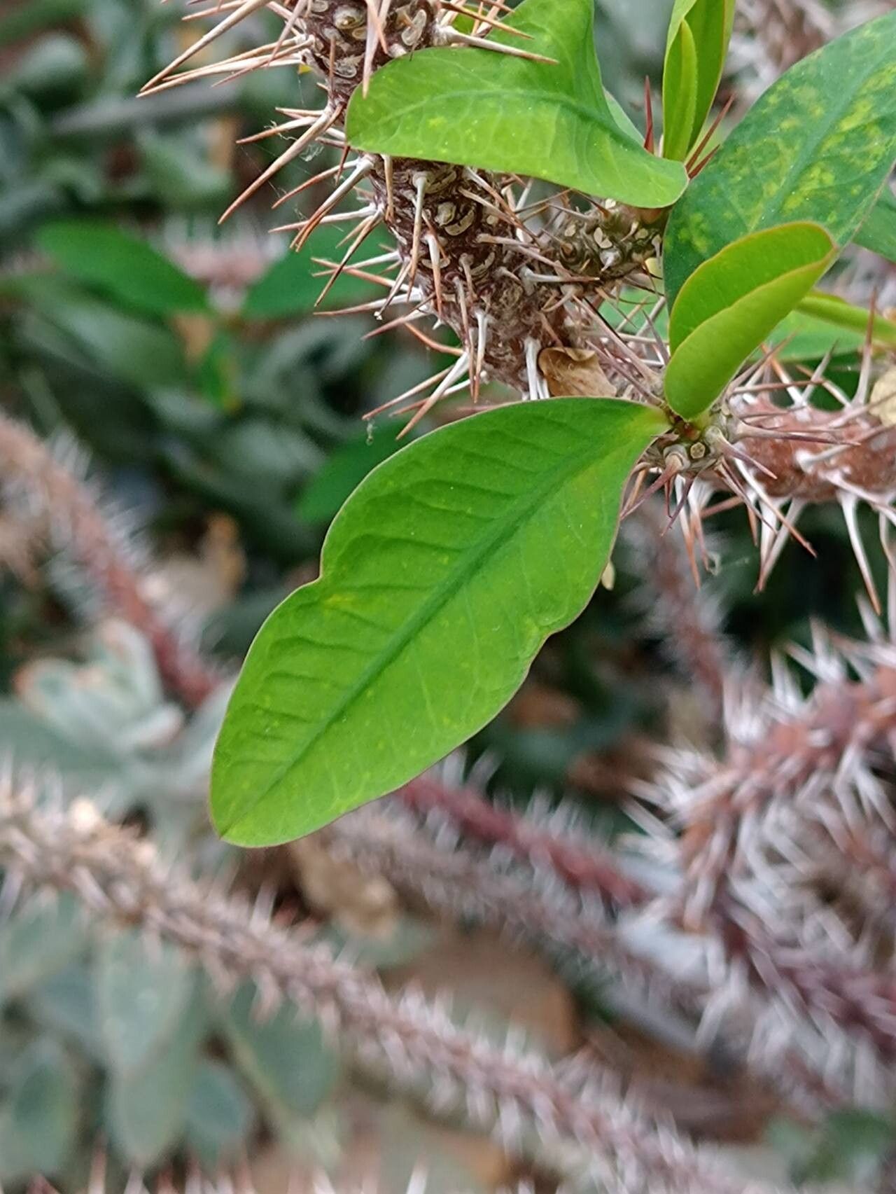 Euphorbia isaloensis — houseplant care guide