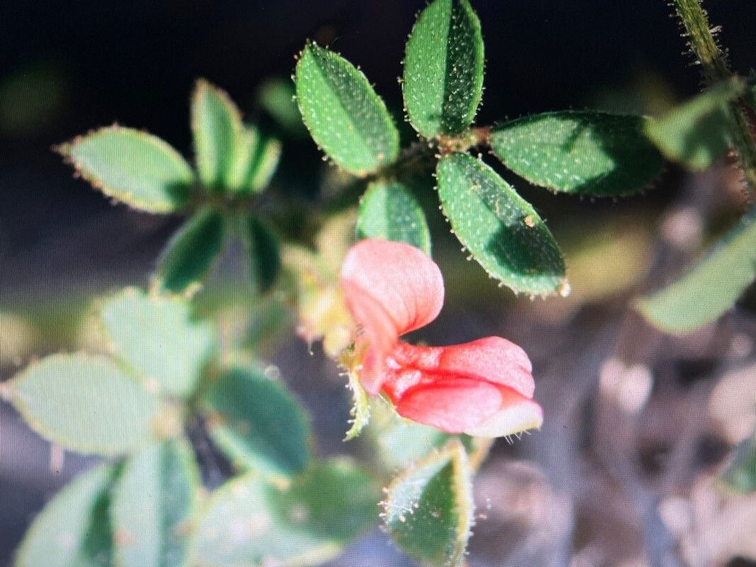 Indigofera colutea — search result for 'Colutea'