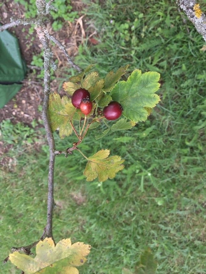 Crataegus ucrainica — search result for 'Ukraine'