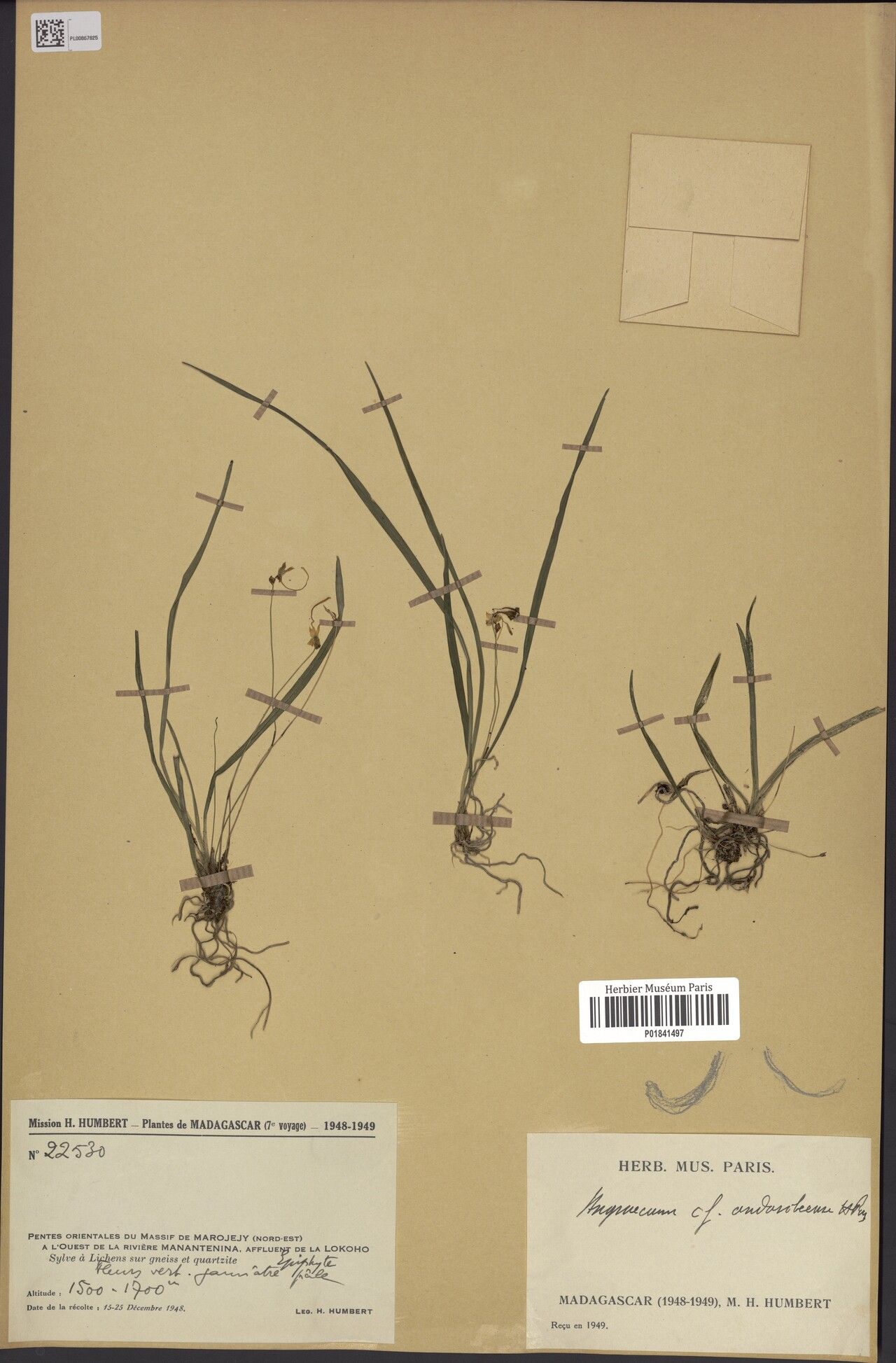 Angraecum andasibense — related species from the same genus