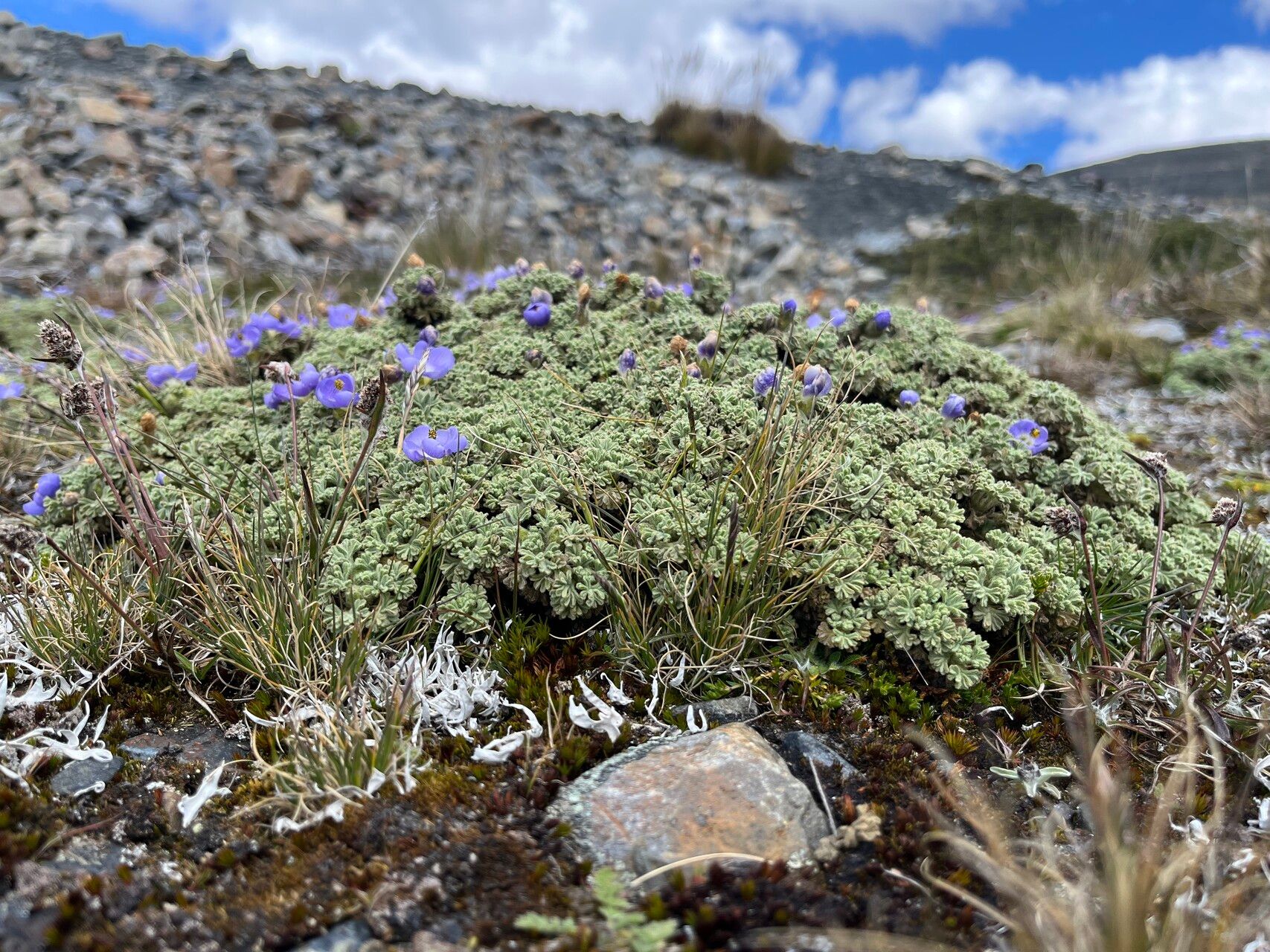 Nototriche obtusa habit