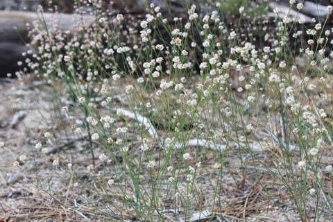 Eriogonum molestum — search result for 'Eriogonum'