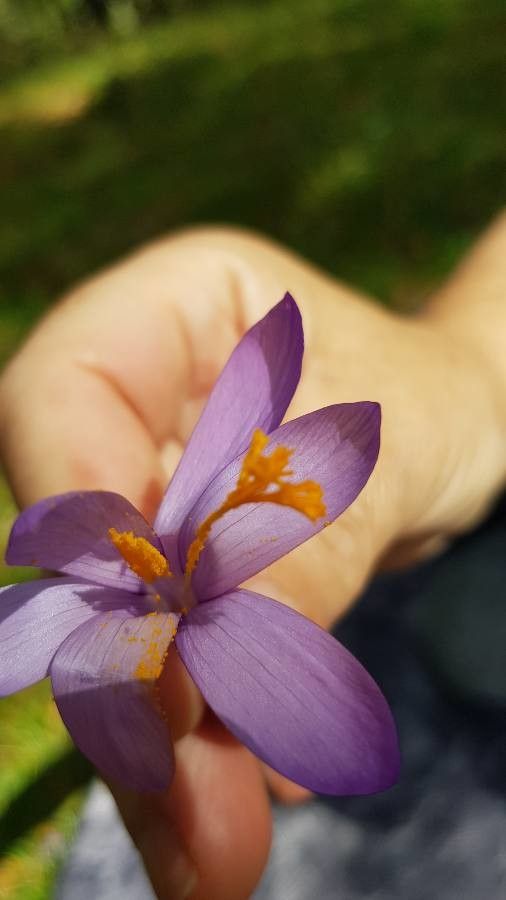 Crocus imperati — houseplant care guide