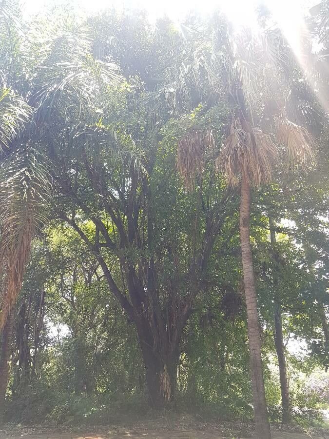 Terminalia lucida habit