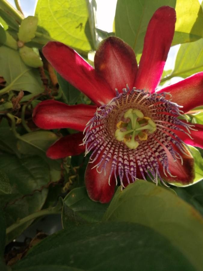 Passiflora quadrangularis flower