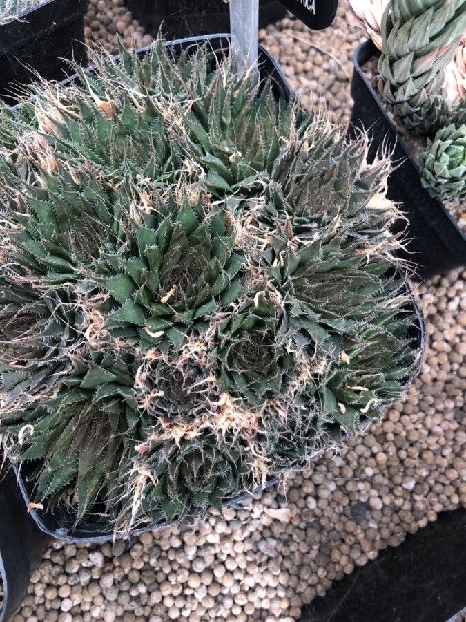 Haworthia gracilis — houseplant care guide