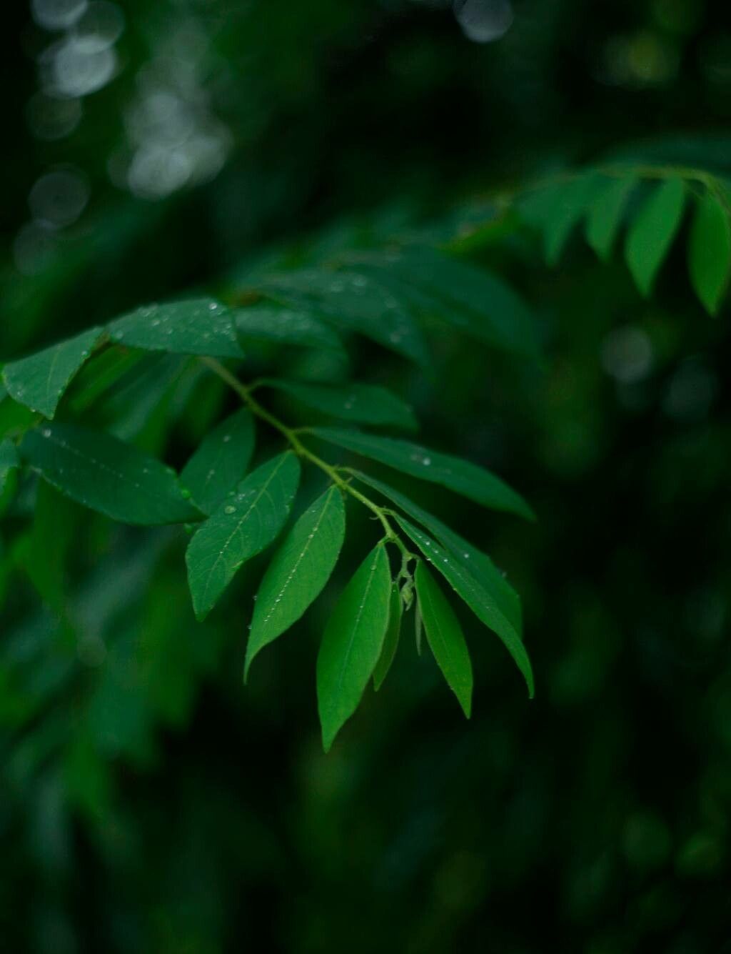 Bridelia tomentosa — houseplant care guide