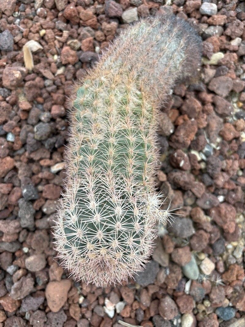 Echinocereus scopulorum — search result for 'Echinocereus'
